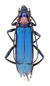 Cerambycidae,  Aromia moschata orientalis Plavilstshikov, 1932, Sakhalin, female - Picture 1 of 1