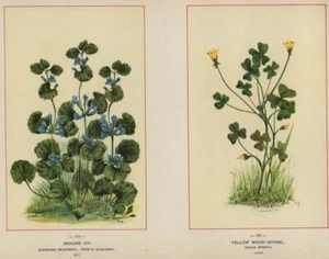 Ground Ivy & Wood-Sorrel: Original 1894 Wildflower Chromolithograph Botanicals - Bild 1 von 2
