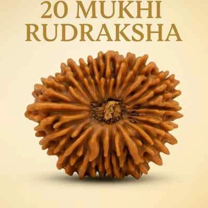 20 Mukhi Rudraksha Nepal Very Rare & Bead (Lab Certified A++) - Picture 1 of 3