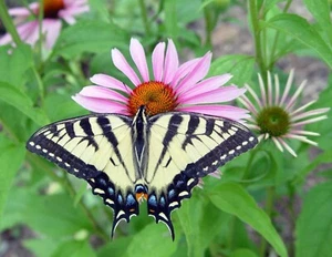 MACRO BUTTERFLY PHOTOGRAPHY Photo Art Print Poster 17x13 inch - Picture 1 of 1