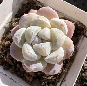 Echeveria Jade Butterfly about 3cm succulent  - Picture 1 of 2