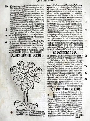 Original Post Inkunabel-Blatt Hortus Sanitatis Botanik (B) Venedig 1511 - Image 1 of 4