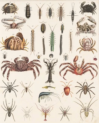 C. SCHACH (19.Jhd), Arthropoden-Illustration, Lithographie Realismus Tiere - Bild 1 von 4