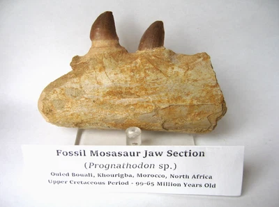 Real Fossil Mosasaur Jaw Bone Piece w/ 2 Teeth Morocco Dinosaur Tooth & Stand - Image 1 of 4