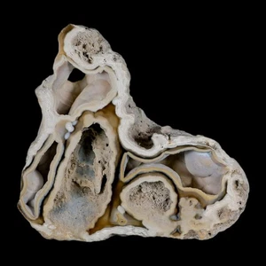 3.8" Agatized Coral Fossil Oligocene and Miocene Epochs Tampa Bay Florida - Picture 1 of 7