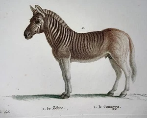 1808 J. Bapt. Huet [b1745]; Zebra, Quagga, hand coloured stipple engraving, mamm - Picture 1 of 4