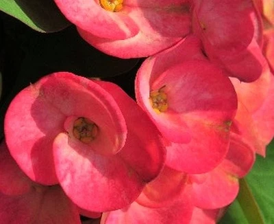 PINK THAI Crown of Thorns Succulent Plant Euphorbia Milii E Poysean Hybrid - Image 1 of 4