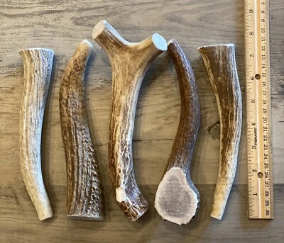 LARGE Elk/Deer Antler Premium Dog Chew (1pc) **OREGON ANTLER WORKS** - Image 1 of 4