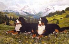 Bernese Mountain Dogs, Wildflowers in the Mountains
