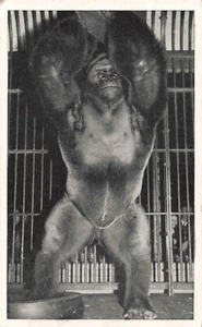 Bushman Gorilla Lincoln Park Zoo Chicago Illinois Postcard M667 - Bild 1 von 2