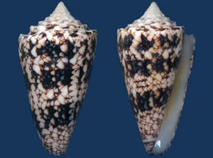 Muschel Conus nicobaricus Dark Seashell - Bild 1 von 2