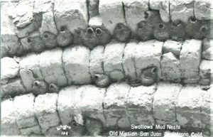 SWALLOW’S MUD NESTS; c.1910s Old Mission, San Juan Capistrano California; Mint - Bild 1 von 2