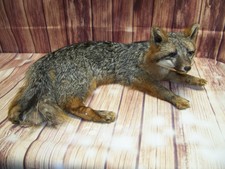 Taxidermy Full Body Laying Gray Fox AS IS