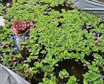 6 LARGE POND lettuce Very Good Nitrate absorber For A Healthy ECO System - Image 1 of 4