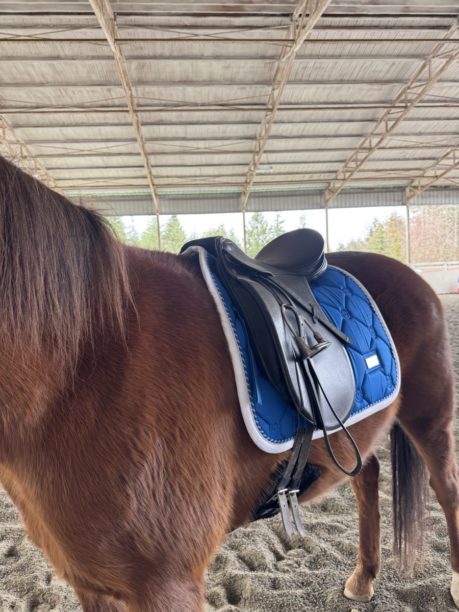 Passier Dressage Saddles for sale | eBay Passier Dressage Saddles for sale | eBay