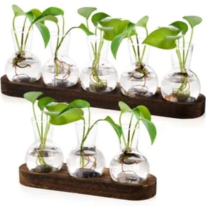 Modern Desktop Glass Vase Wooden Stand Hydroponics Plant Propagation Station - Picture 1 of 11