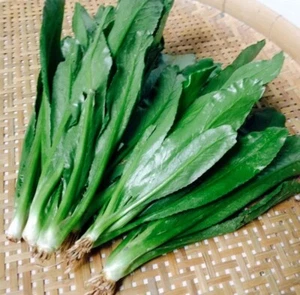 200+ Culantro, Ngo Gai, Mexican coriander, recao, Chadon Beni seeds for 2024 - Picture 1 of 1