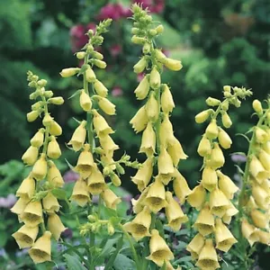 DIGITALIS GRANDIFLORA 'CARILLÓN', DEDALERA AMARILLA ENANA - Imagen 1 de 2