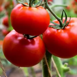 200 Ace 55 Tomato Seeds | heirloom | NON-GMO | 200+ Seeds | - Picture 1 of 2