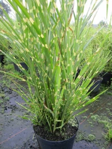 Miscanthus sinensis Zebrinus strictus - Zebra-China-Schilf - Stachelschweingras  - Bild 1 von 1