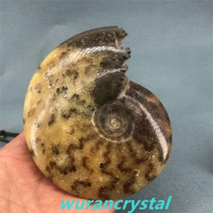 Natural quartz Crystal fossil skull snail chrysanthemum slice +base/1pc gift - Picture 1 of 10