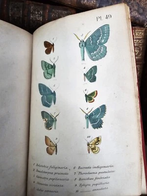 1873 ENTOMOLOGICAL FAUNA LEPIDOPTERA – DESCRIPTIONS OF ALL BUTTERFLIES Engraved - Image 1 of 4