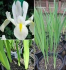 1 x Pot of Border Irises Tall Hardy White Supplied Bareroot 