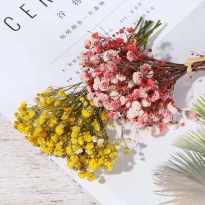 Colorful Dried Flowers Small Natural Dried Floral Plants Mini Gypsophila Bouquet - image 1 of 4