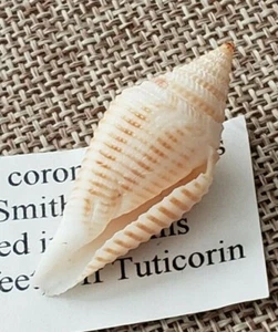 Conus Coromandelicus 35 mm India 1998 gran espécimen RARO ⭐ - Imagen 1 de 11