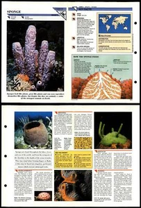 Sponge #8 Primitive Wildlife Fact File Fold-Out Card - Picture 1 of 1