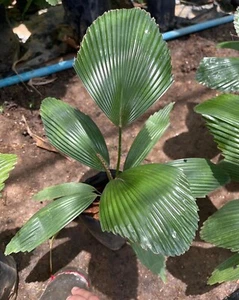 Palmera tropical Licuala cordata rara + fitosanitaria - Imagen 1 de 4