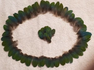 Macaw Parrot Feathers HYBRID Milligold, Blue, Green, Bird, Nice - Picture 1 of 14
