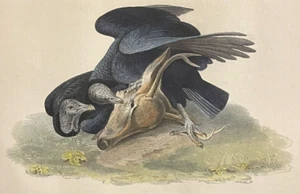 Audubon Black Vulture Pl. 3 Birds Of America 1ª Edición Nº1 Bloque Letra Nombre - Imagen 1 de 4