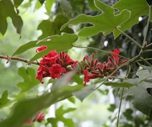 LITTLE KURRAJONG TREE 150 SEEDS BRACHYCHITON BIDWILLII NATIVE BULK WHOLESALE - Picture 1 of 4