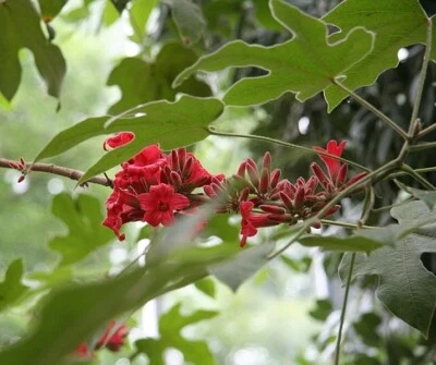 LITTLE KURRAJONG TREE 150 SEEDS BRACHYCHITON BIDWILLII NATIVE BULK WHOLESALE - Image 1 of 4