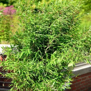 Gartenbambus Schwarzgrün 40-60cm - Fargesia murielae - Bild 1 von 1