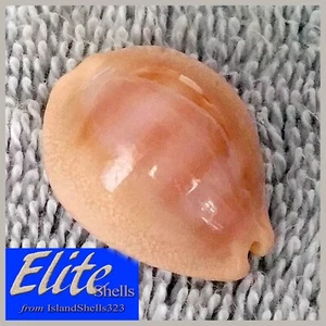 Cypraea Sulcidentata f. propinqua 26.2mm RARE! UNIQUE BEAUTY from Hawaii - Picture 1 of 12