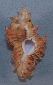 MUREX CROCATUS 54.75mm SUPER CHOICE DARK ORANGE SPECIMEN Laminosa, Philippines - Picture 1 of 2