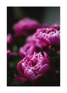 Poster Fiori Stampa Moderna Profumo Arredamento Camera Stampa Wall Art Floreale - Picture 1 of 17