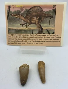 Spinosaurus Teeth Dinosaur F0SSIL Before T Rex Cretaceous K300 - Picture 1 of 3