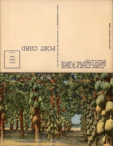 Tarjeta postal tropical Florida de colección - PAPAYA - sin usar - Imagen 1 de 1