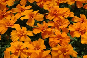 Mandarina - Tagetes patula - 25+ semillas - semillas - semillas - semillas - ed 064 - Imagen 1 de 1