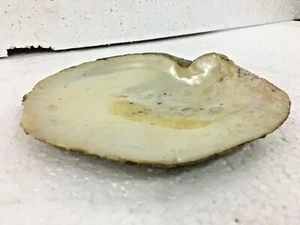 Antico antico vecchio raro grandi dimensioni naturale TRIDACNA GIGAS guscio di mare VONGOLA GIGANTE - Foto 1 di 12