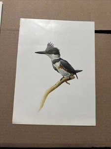 J F Lansdowne Eisvogel mit Gürtel. Vintage Vogel Kunstdruck 38 von 1968. P8 - Bild 1 von 5