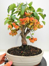 Bonsai di Melo h. 40 cm Visita il mio negozio!