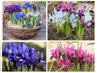 Iris Reticulata Mixed Bulbs Dwarf Spring Flowering Hardy Garden Perennial Flower