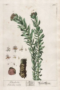 Rhodiola Rosea Golden Root Herbs Blackwell Herbal Book Engraving - Picture 1 of 1