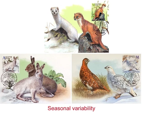 Fauna. Seasonal variability. Maxi Cards (FDC) Cover