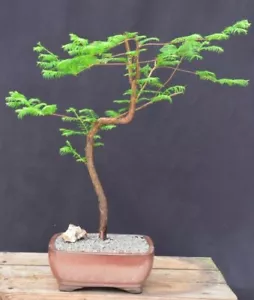 Trained Redwood Bonsai Tree 19"H Great Gift Outdoor Metasequoia Glyptostroboides - Picture 1 of 2