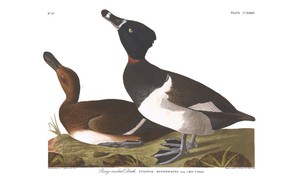 No 234 Ring Necked Duck Audubon Bird Fine Art Print